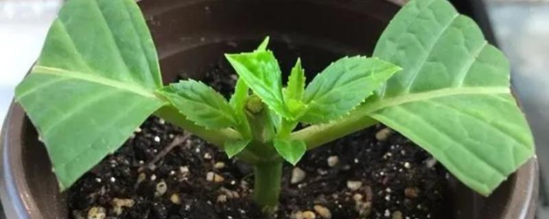 木芙蓉怎么扦插，枝条保持10厘米的距离