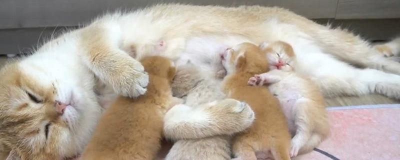 猫咪产后过多久才可以洗澡，至少要等1个月