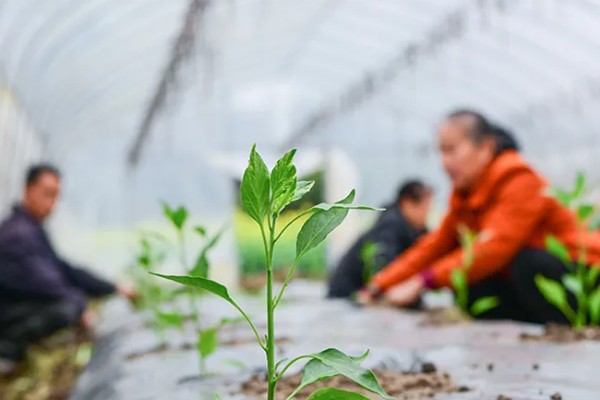 辣椒苗床怎么管理,苗床的温度控制在25℃左右