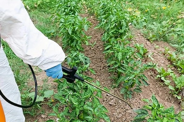 辣椒苗床怎么管理,苗床的温度控制在25℃左右