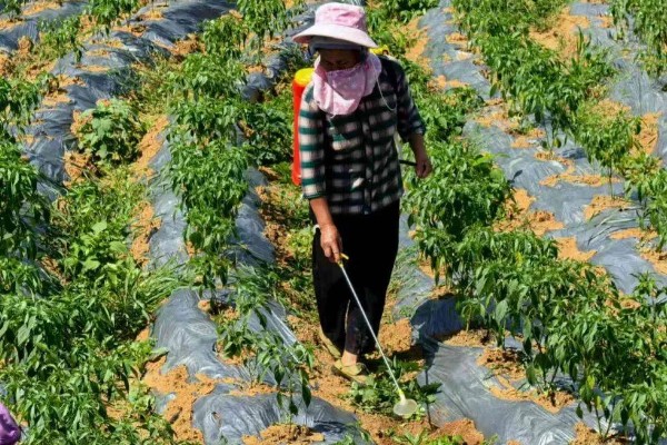 辣椒苗床怎么管理,苗床的温度控制在25℃左右