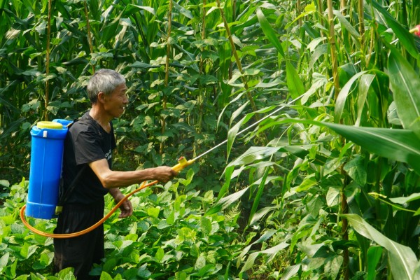玉米控旺药能和芸苔素内酯混用吗,不建议混合使用
