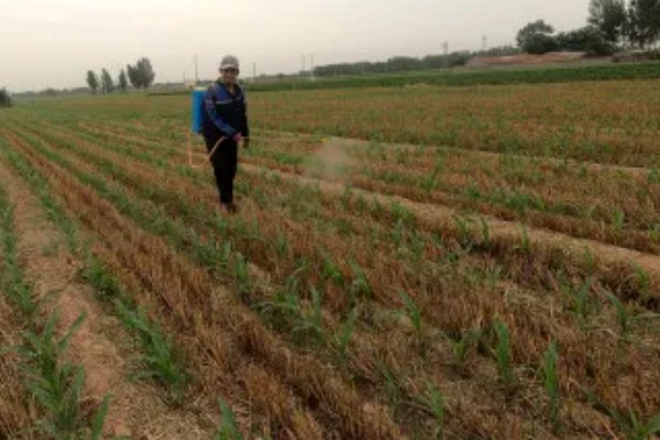 玉米控旺药能和芸苔素内酯混用吗,不建议混合使用