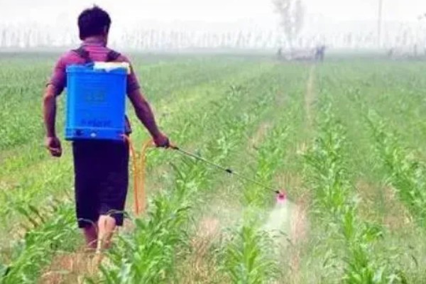 玉米控旺药能和芸苔素内酯混用吗,不建议混合使用