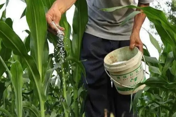 玉米控旺药能和芸苔素内酯混用吗,不建议混合使用