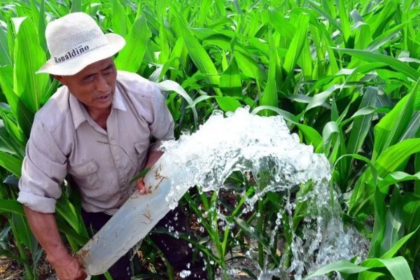 玉米控旺药能和芸苔素内酯混用吗,不建议混合使用