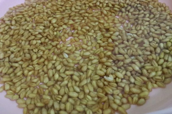玉米控旺药能和芸苔素内酯混用吗,不建议混合使用