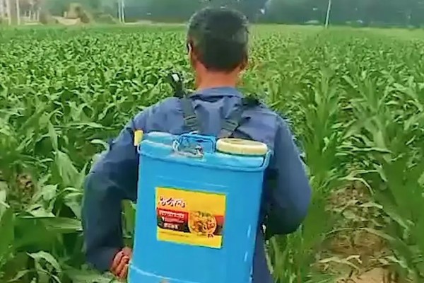 玉米控旺药能和芸苔素内酯混用吗,不建议混合使用