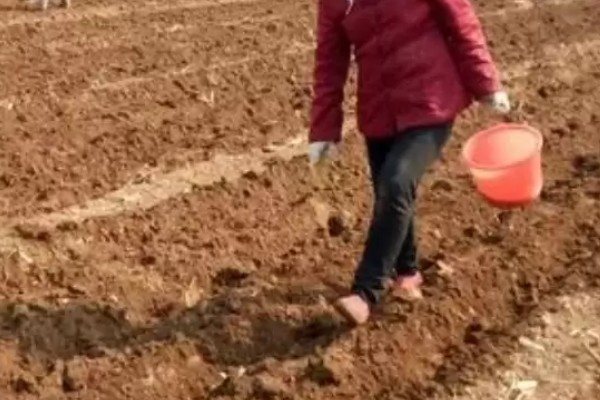 土豆多久浇水一次，根据生长阶段调整浇水频率