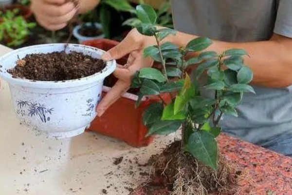刚买回来的茶花如何养殖,摆放在有散光的环境中
