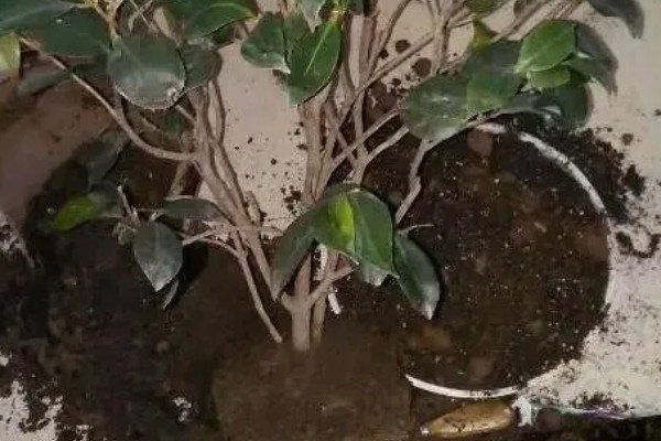 刚买回来的茶花如何养殖,摆放在有散光的环境中
