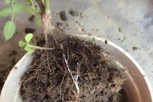 刚买回来的茶花如何养殖,摆放在有散光的环境中
