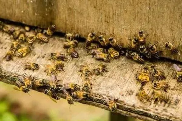 为什么蜜蜂会朝王,其实是年轻的工蜂在外出试飞