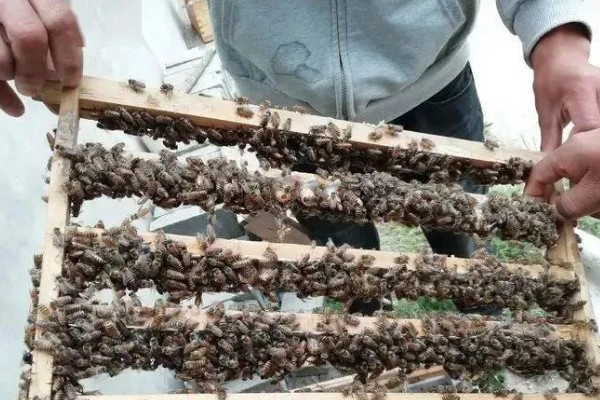 为什么蜜蜂会朝王,其实是年轻的工蜂在外出试飞