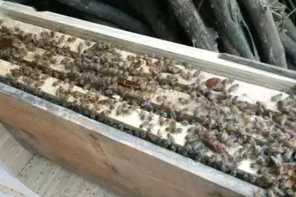 为什么蜜蜂会朝王,其实是年轻的工蜂在外出试飞