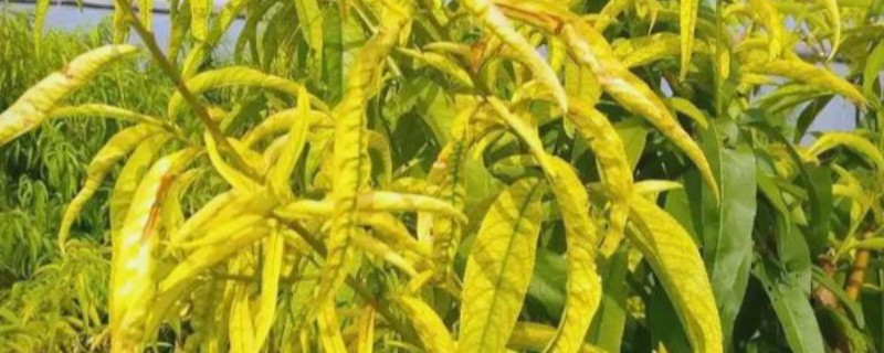 桃树黄叶如何处理，发生炭疽病可喷施百菌清等药物