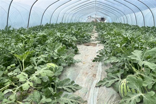 西瓜需不需要打头去顶，要根据茎蔓生长情况判断