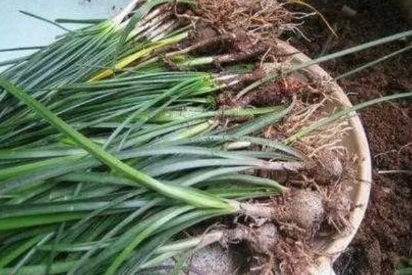 韭菜兰过冬要不要剪叶，剪除后难以恢复