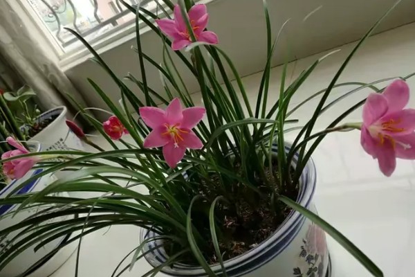 韭菜兰过冬要不要剪叶，剪除后难以恢复