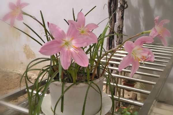 韭菜兰过冬要不要剪叶，剪除后难以恢复