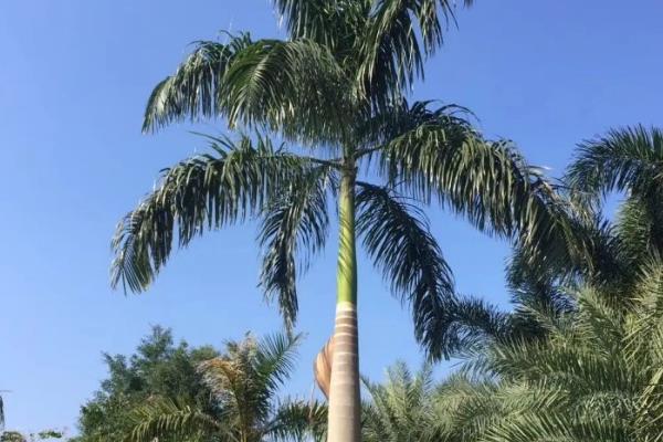 像椰子树的树是什么,是棕榈树