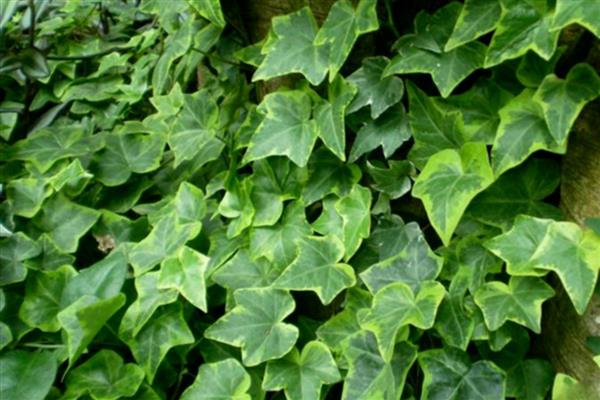 哪些植物适合养在教室里，可选择芦荟、常春藤、袖珍椰子等品种