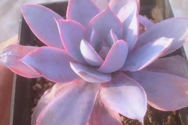 广寒宫的繁殖方法,可播种、分株和叶插等