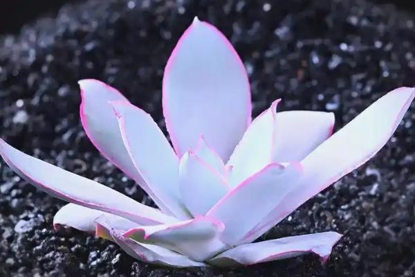 广寒宫的繁殖方法,可播种、分株和叶插等