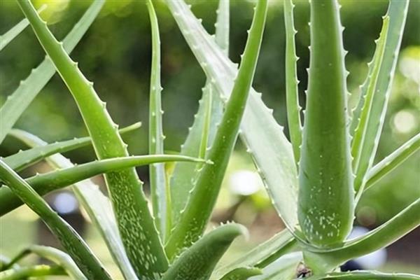 哪些植物适合养在教室里，可选择芦荟、常春藤、袖珍椰子等品种
