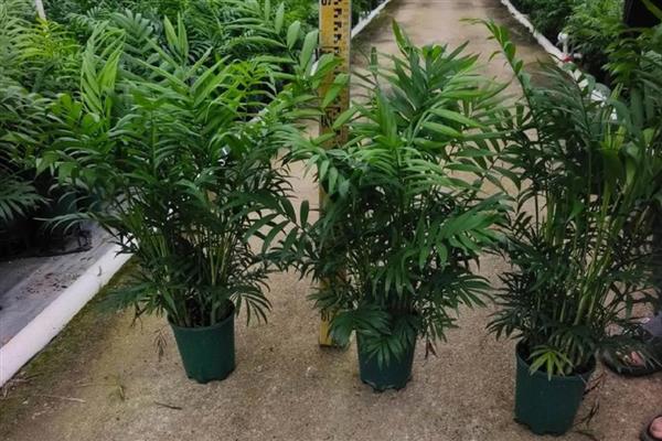 哪些植物适合养在教室里，可选择芦荟、常春藤、袖珍椰子等品种