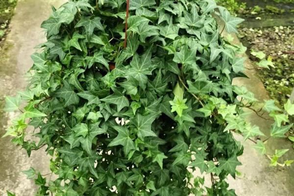 哪些植物适合养在教室里，可选择芦荟、常春藤、袖珍椰子等品种