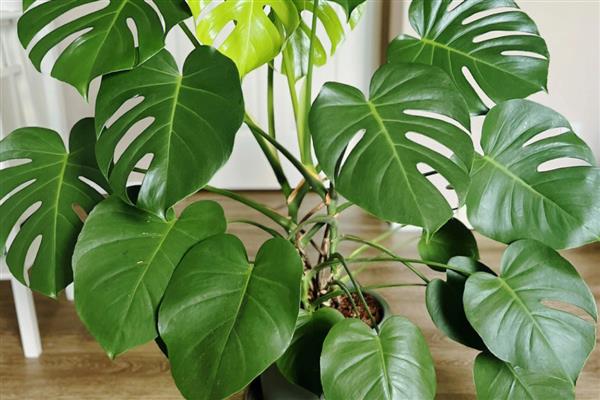 哪些植物适合养在教室里，可选择芦荟、常春藤、袖珍椰子等品种
