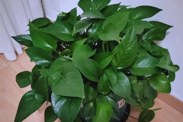 哪些植物适合养在教室里，可选择芦荟、常春藤、袖珍椰子等品种