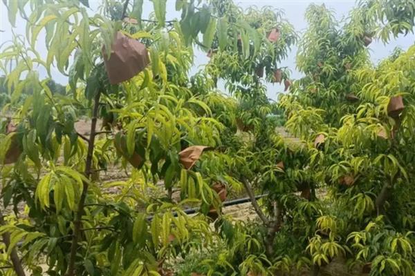 桃树黄叶如何处理,发生炭疽病可喷施百菌清等药物