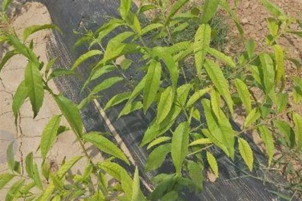 桃树黄叶如何处理,发生炭疽病可喷施百菌清等药物
