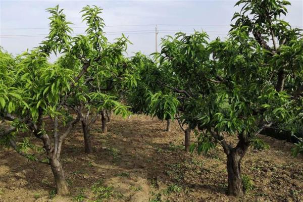 桃树黄叶如何处理,发生炭疽病可喷施百菌清等药物