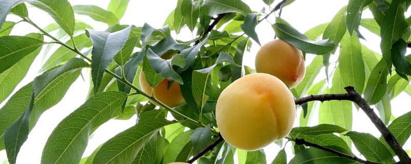 19号黄桃苗的特点，树势旺盛、坐果率高