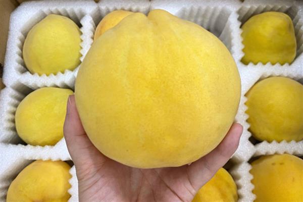 19号黄桃苗的特点,树势旺盛、坐果率高