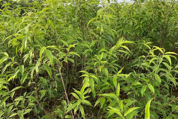 19号黄桃苗的特点,树势旺盛、坐果率高