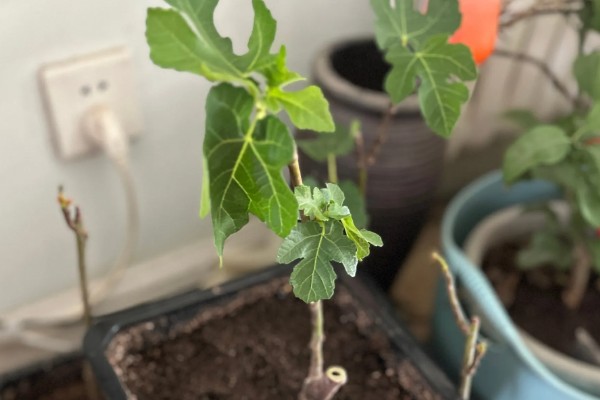 木芙蓉怎么扦插,枝条保持10厘米的距离
