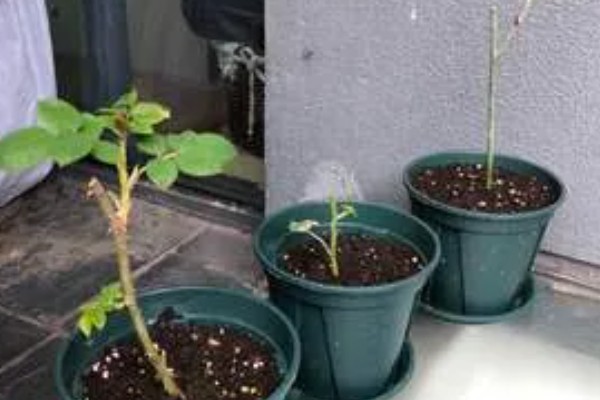 木芙蓉怎么扦插,枝条保持10厘米的距离