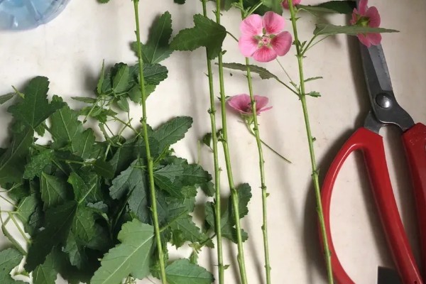 木芙蓉怎么扦插,枝条保持10厘米的距离