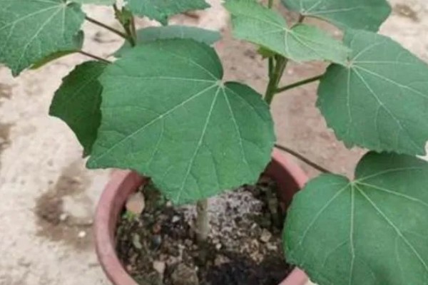 木芙蓉怎么扦插,枝条保持10厘米的距离