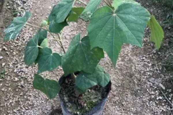 木芙蓉怎么扦插,枝条保持10厘米的距离