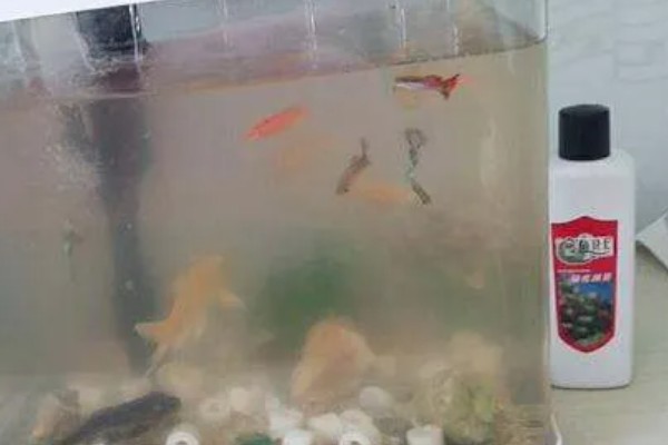 养鱼养单不养双的原因，养2条容易打架