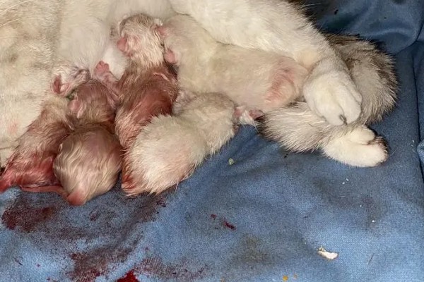 猫咪产后过多久才可以洗澡,至少要等1个月