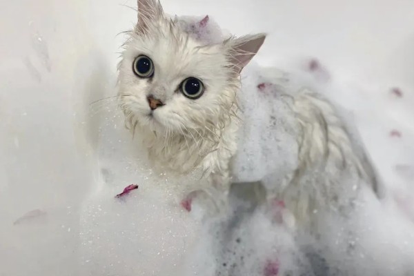 猫咪产后过多久才可以洗澡,至少要等1个月