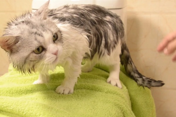 猫咪产后过多久才可以洗澡,至少要等1个月
