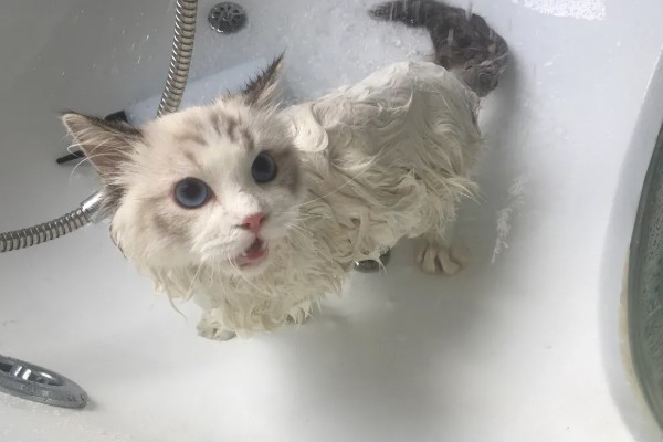 猫咪产后过多久才可以洗澡,至少要等1个月