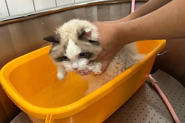 猫咪产后过多久才可以洗澡,至少要等1个月